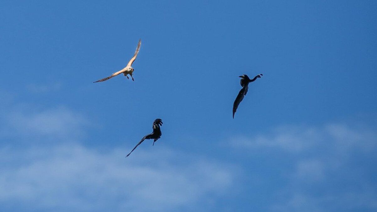 До "Паланок" вперше за чотири роки прилетіли соколи До "Паланок" вперше за чотири роки прилетіли соколи