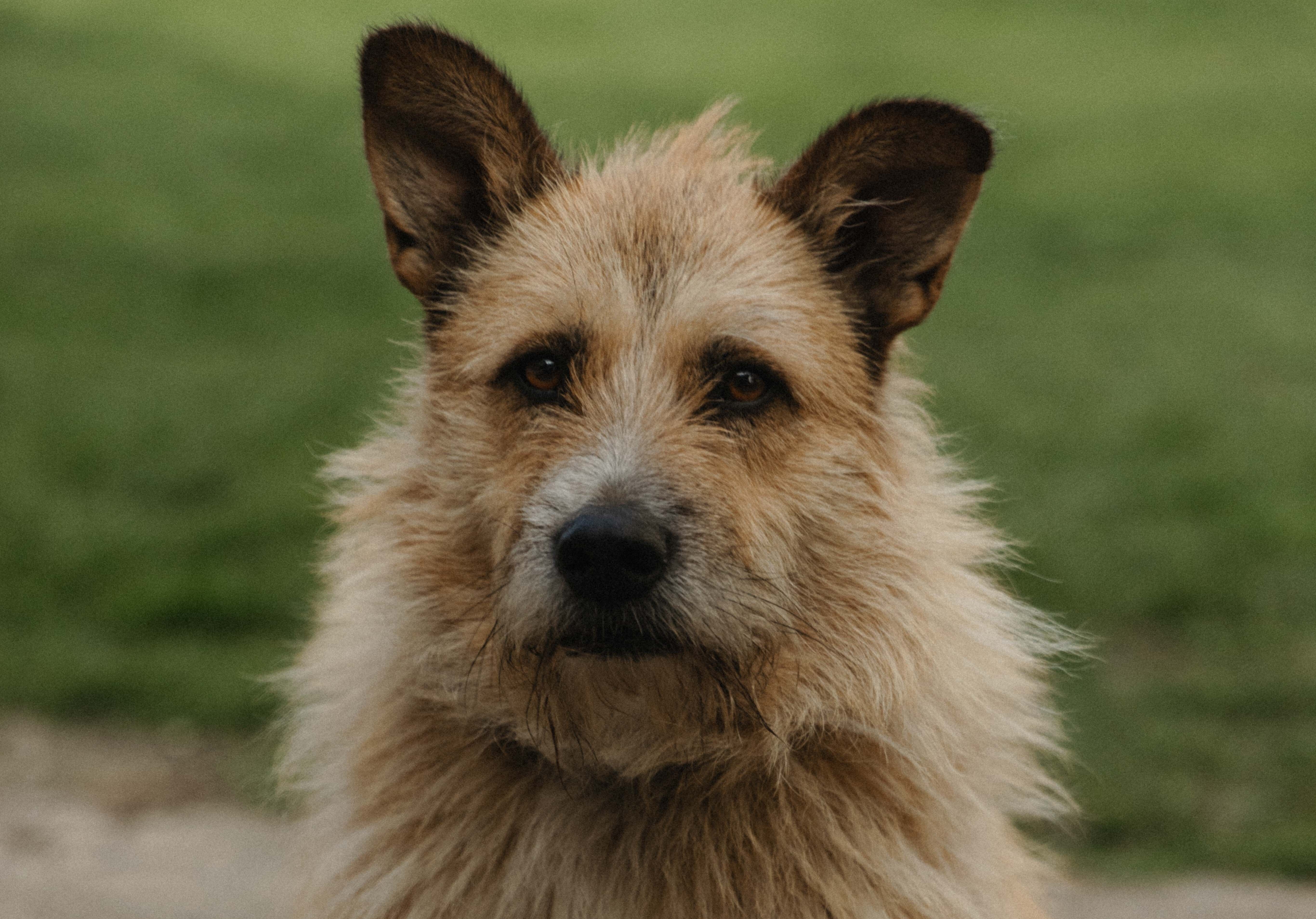 Как успокоить животное во время обстрелов или громких звуков Как успокоить животное во время обстрелов или громких звуков