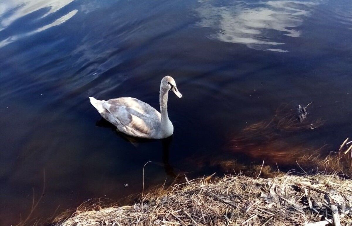 Лебедь-шипун в Чернобыле Лебедь-шипун в Чернобыле