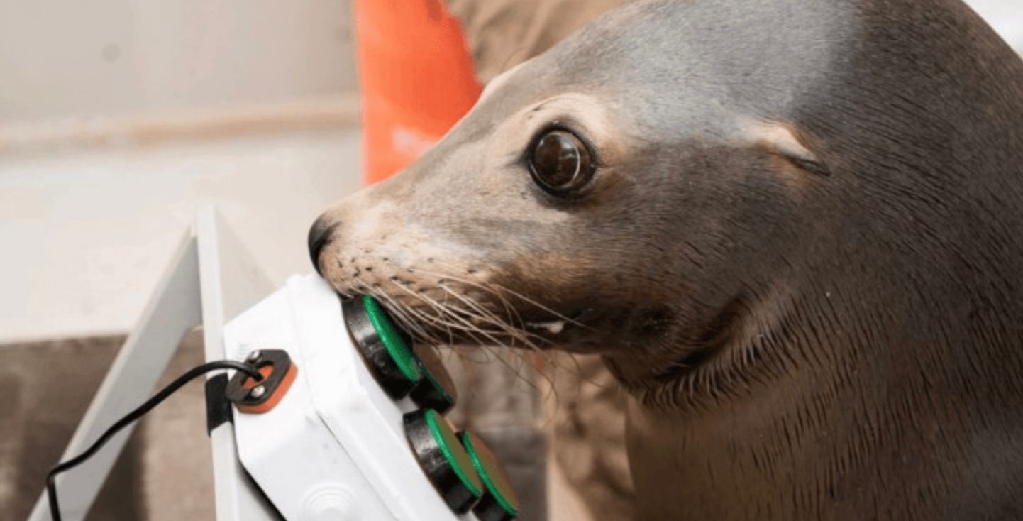 Морський лев у ВМС США опанував гру у відеоігри Морський лев у ВМС США опанував гру у відеоігри