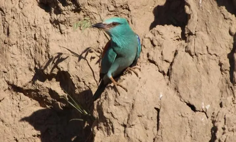 Червонокнижні птахи подолали понад 6 000 кілометрів