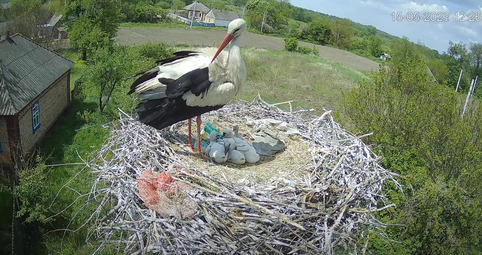 На Полтавщині запустили перший в Україні цілодобовий стрім з гнізда лелек На Полтавщині запустили перший в Україні цілодобовий стрім з гнізда лелек