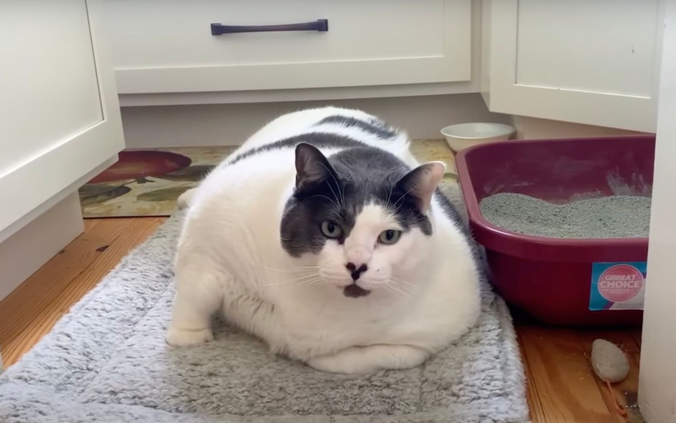 Найтовстіший кіт у світі сів на дієту Найтовстіший кіт у світі сів на дієту