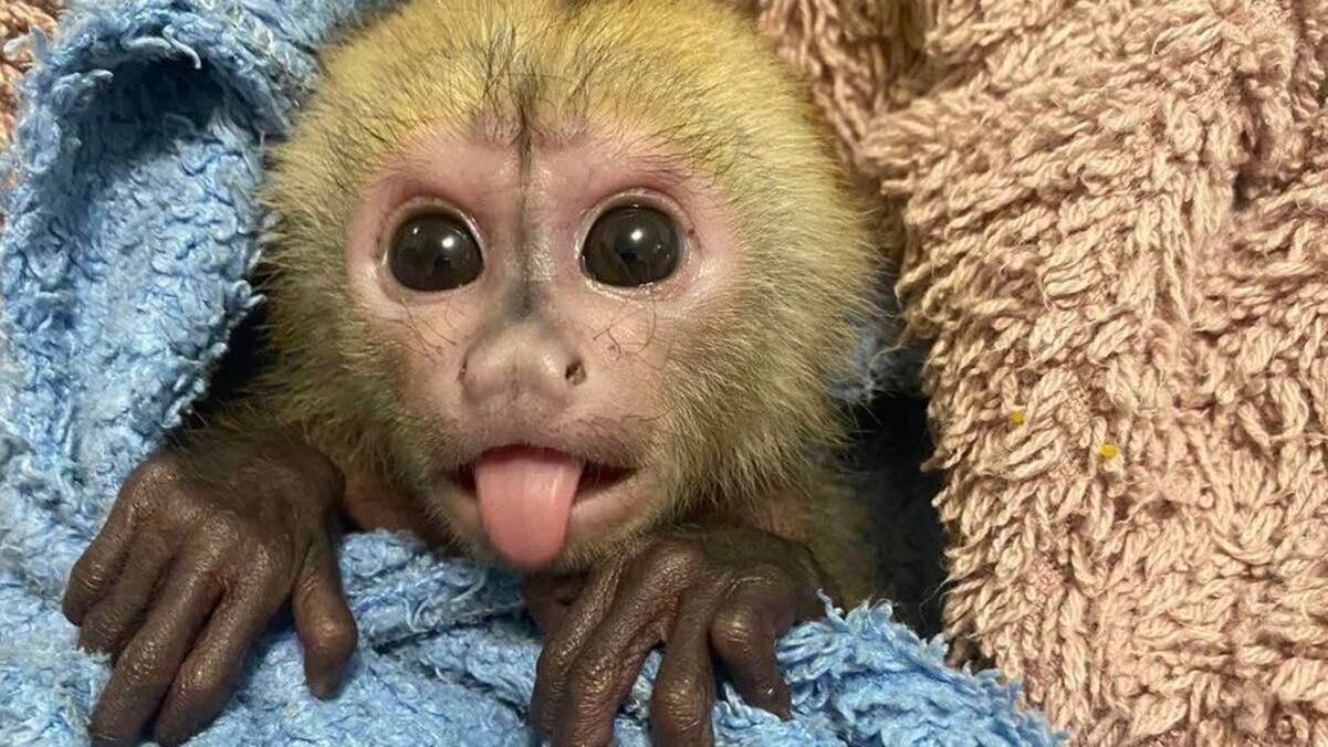 В Луцькому зоопарку вигодували капуцина, від якого відмовилася матір В Луцькому зоопарку вигодували капуцина, від якого відмовилася матір