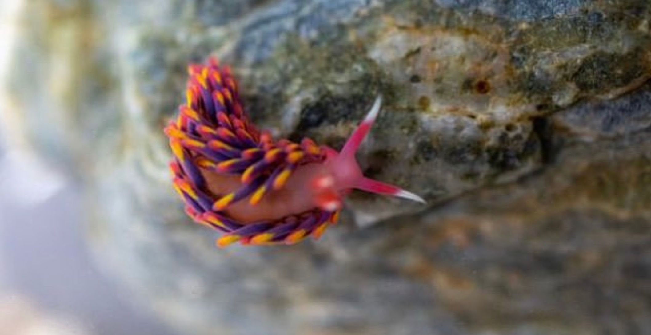 На півдні Корнуоллу виявили рідкісного слимака На півдні Корнуоллу виявили рідкісного слимака