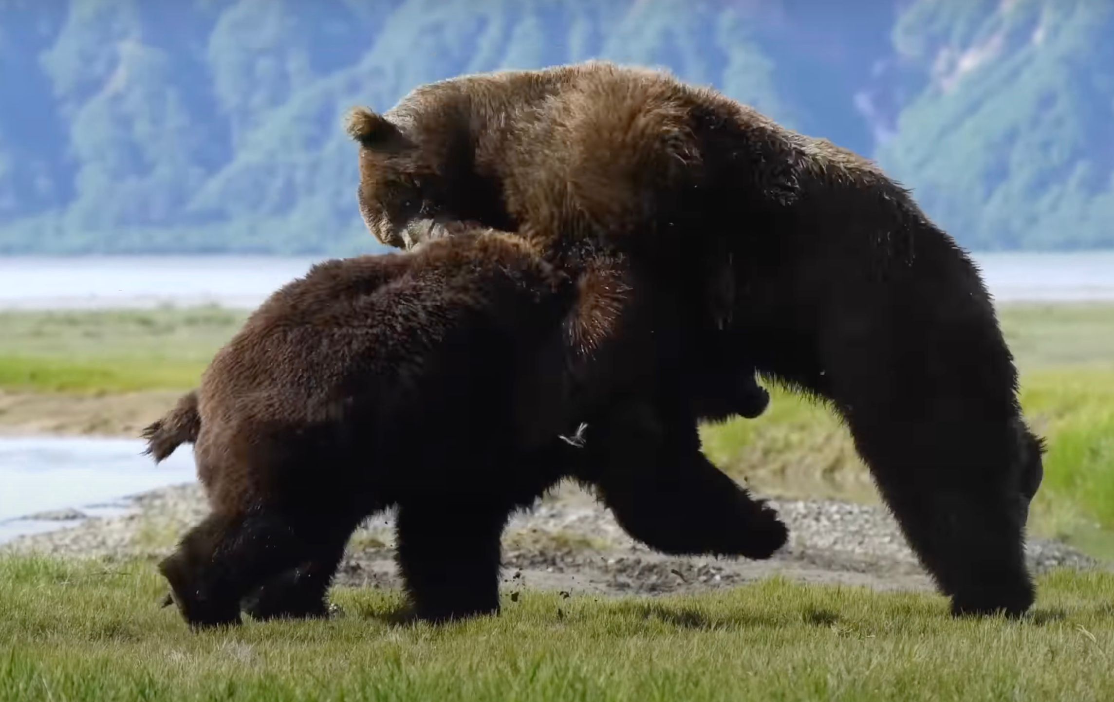 Жорстоку сутичку двох великих самців гризлі змогли побачити на Алясці