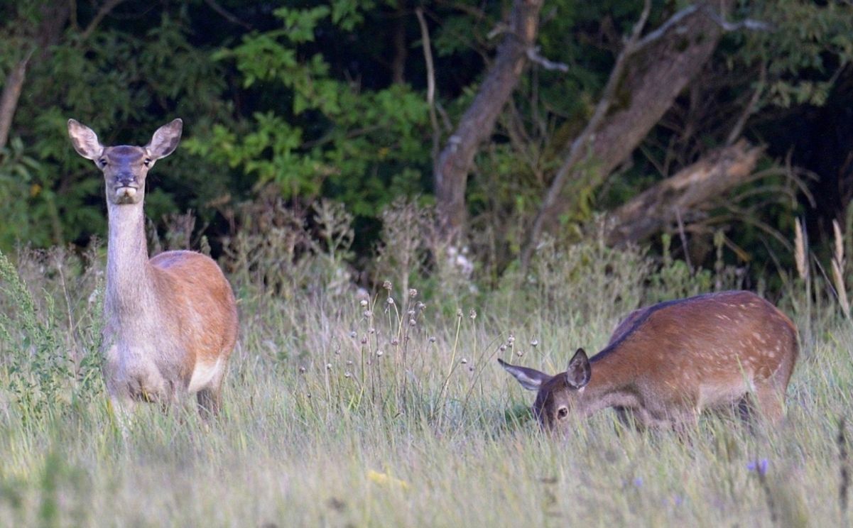 У Чорнобилі показали оленятко, якому лише тиждень У Чорнобилі показали оленятко, якому лише тиждень