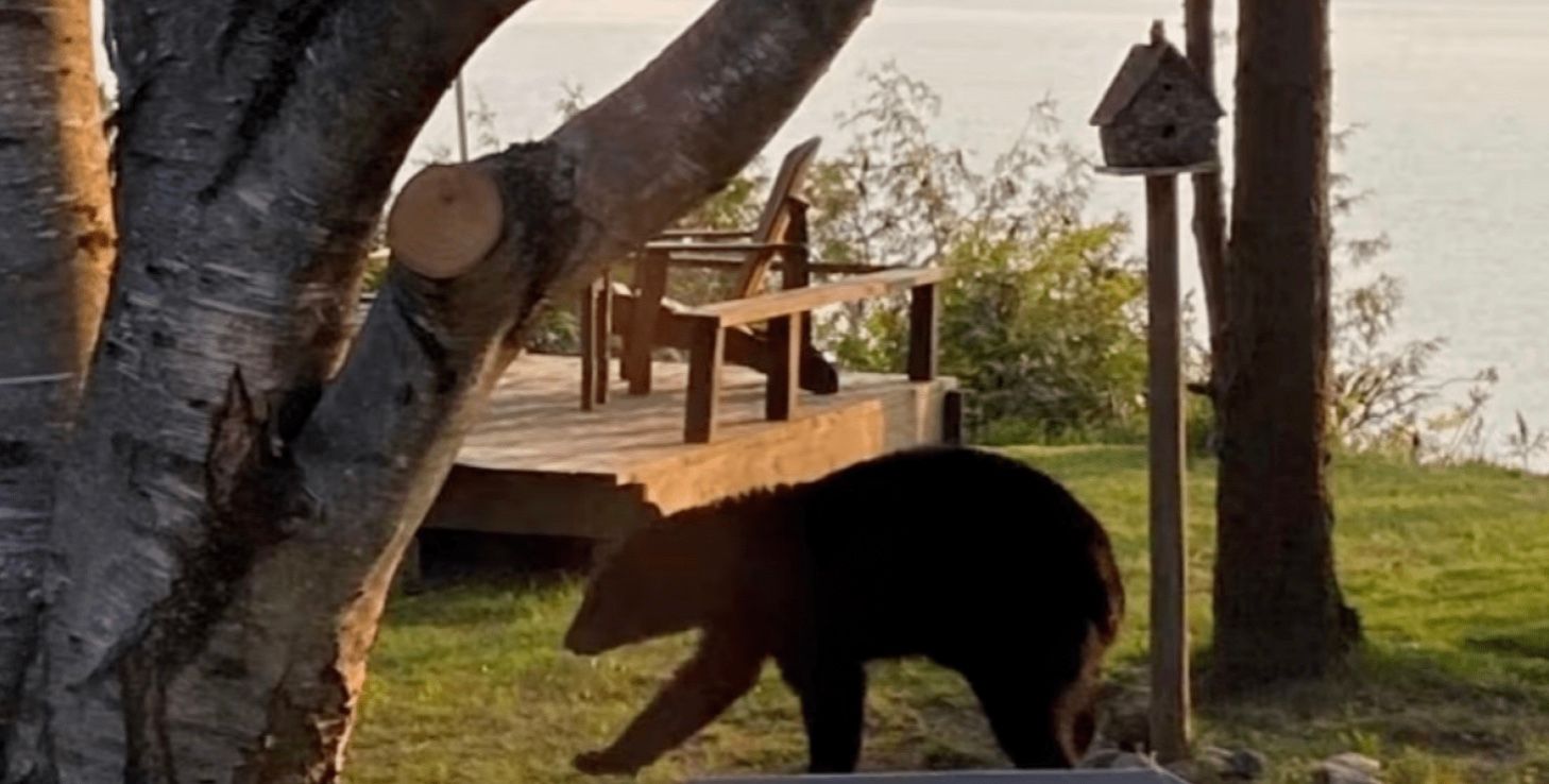 Чорний ведмідь відвідав приватний котедж