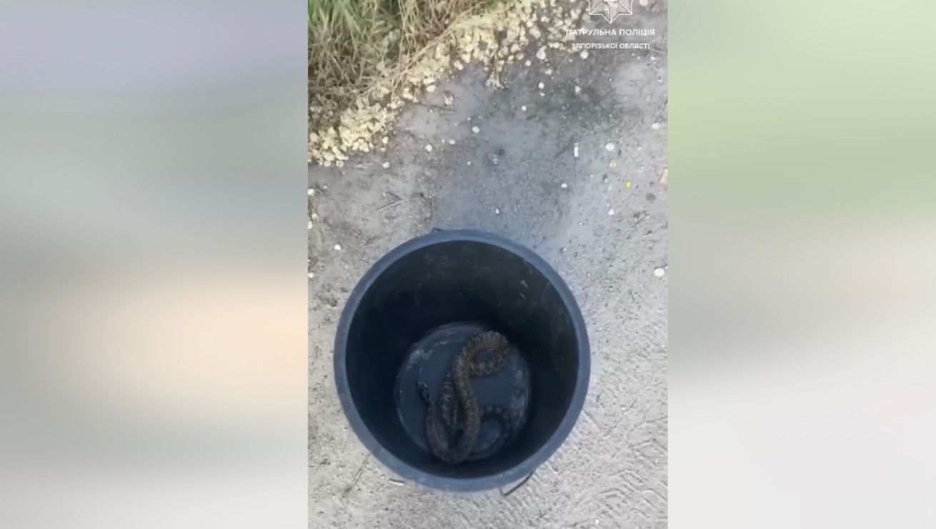 Полицейские в Запорожье "эвакуировали" змею с детской площадки Полицейские в Запорожье "эвакуировали" змею с детской площадки