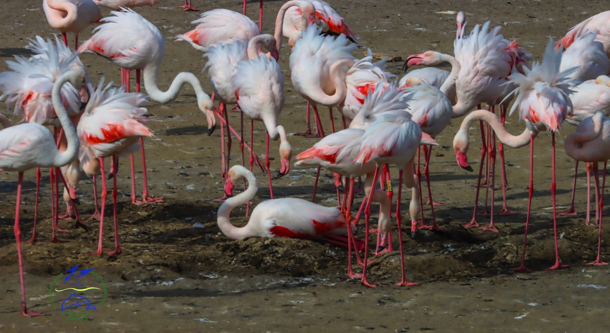 В нацпарке в Одесской области впервые гнездятся фламинго