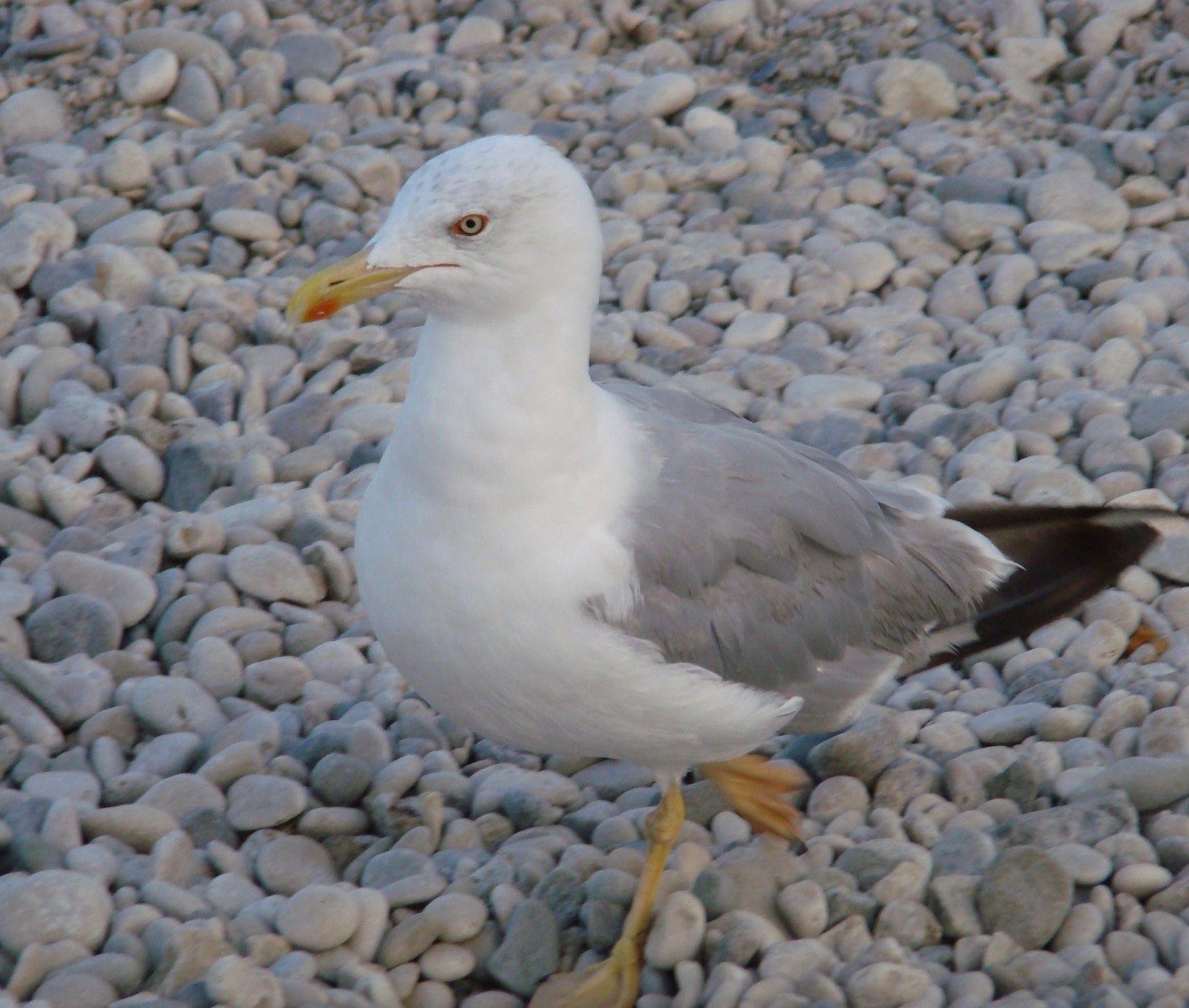 Мартин скельний Мартин скельний