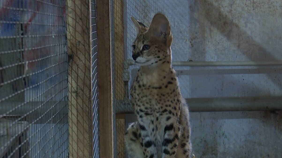 Сервал в вольере Сервал в вольере