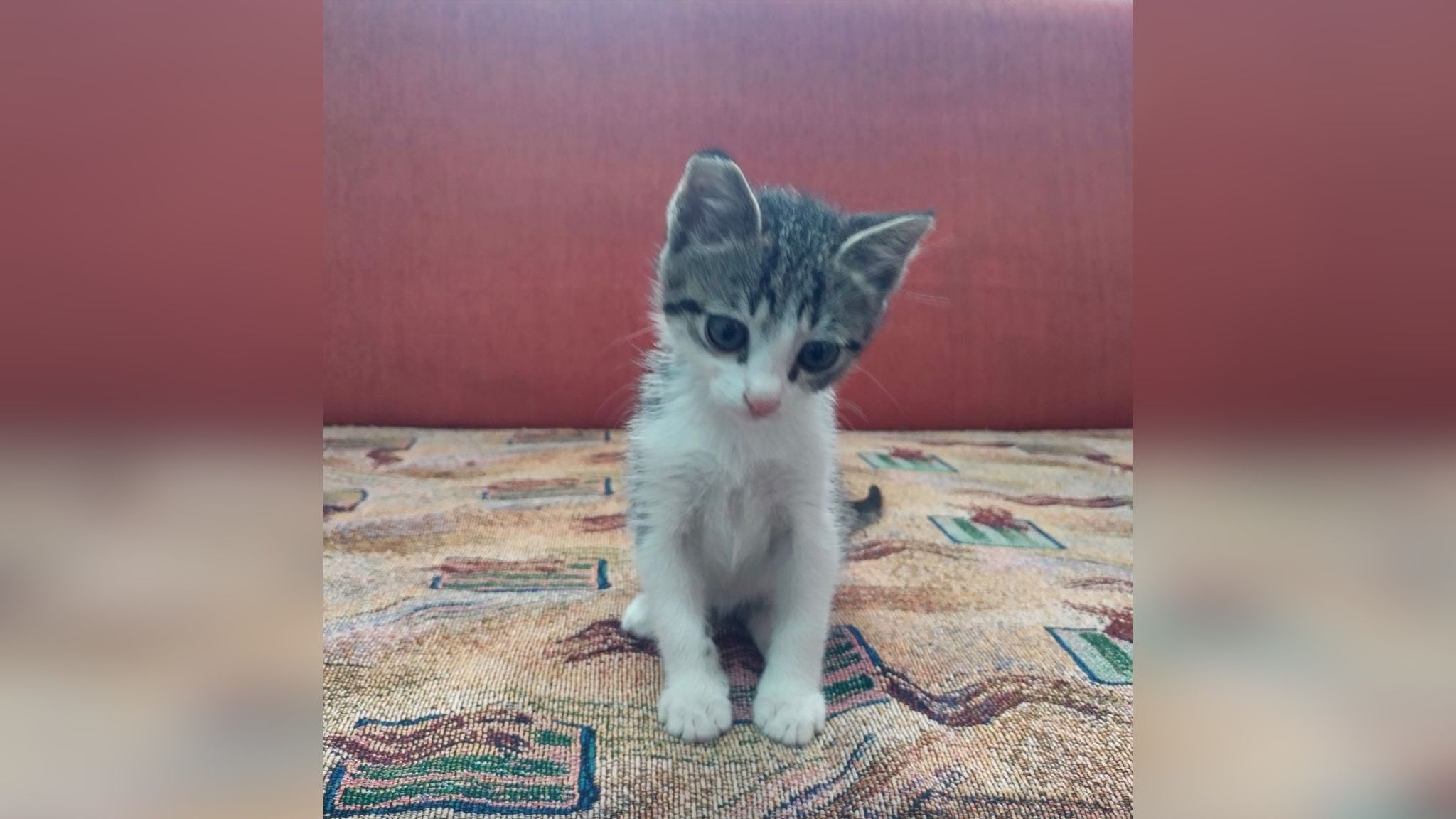 Украинские моряки спасли котенка Украинские моряки спасли котенка