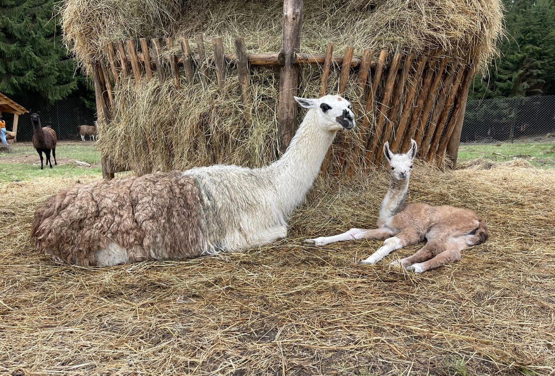 На Закарпатті в екопарку народилися лами милі фото мами з малюком - Pets На Закарпатті в екопарку народилися лами милі фото мами з малюком - Pets