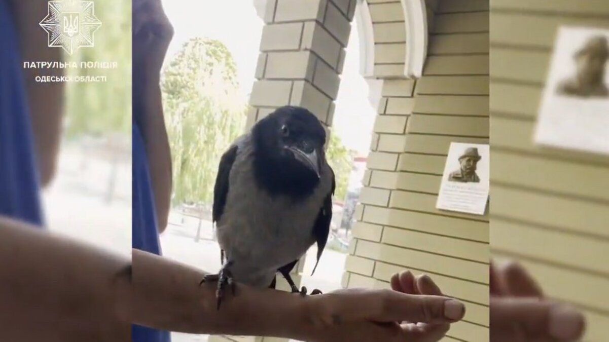 В Одессе патрульный спас вороненок, который не мог летать В Одессе патрульный спас вороненок, который не мог летать