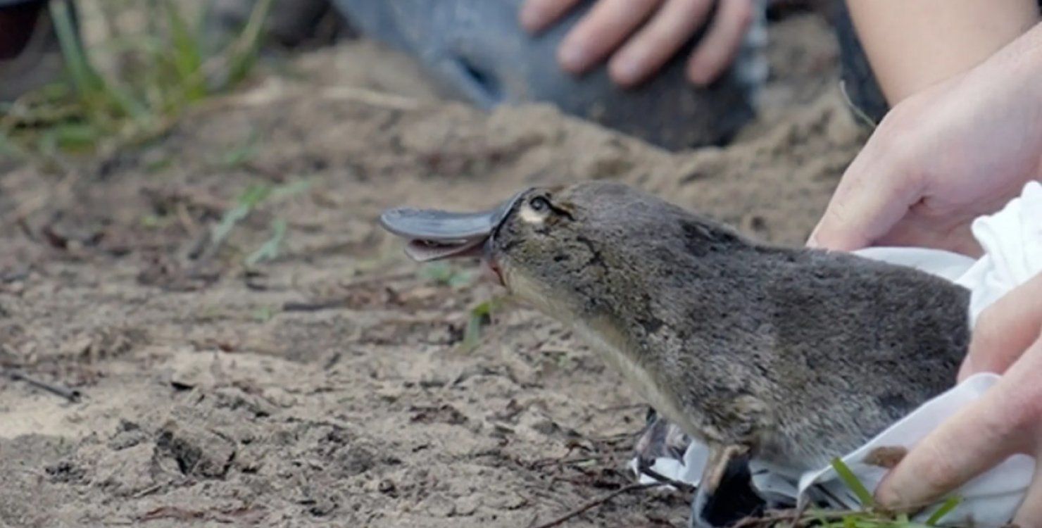 Утконос на свободе Утконос на свободе