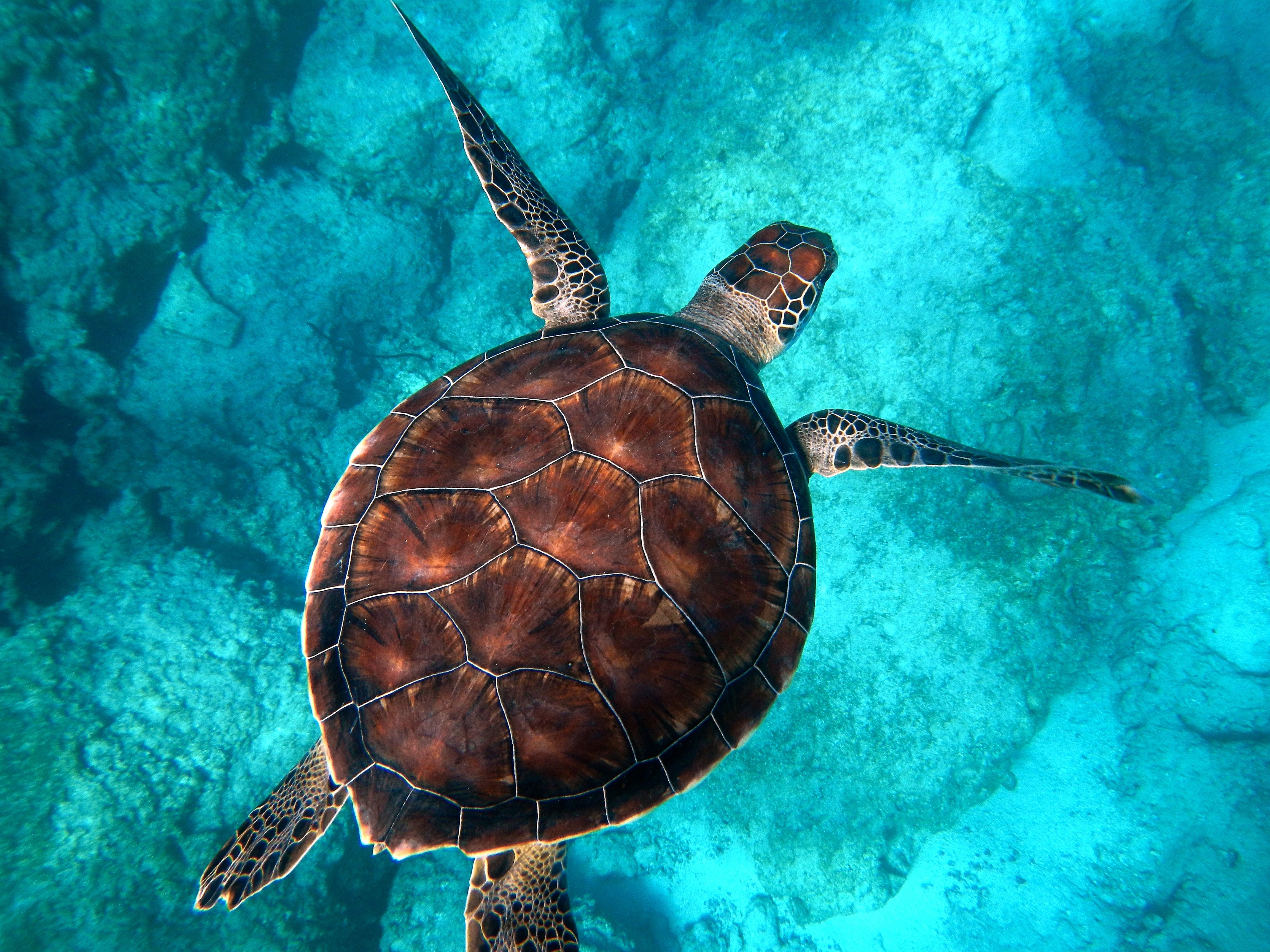 Морські черепахи у Панамі отримали законні права