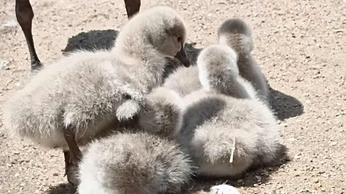 Птенцы черных лебедей Птенцы черных лебедей