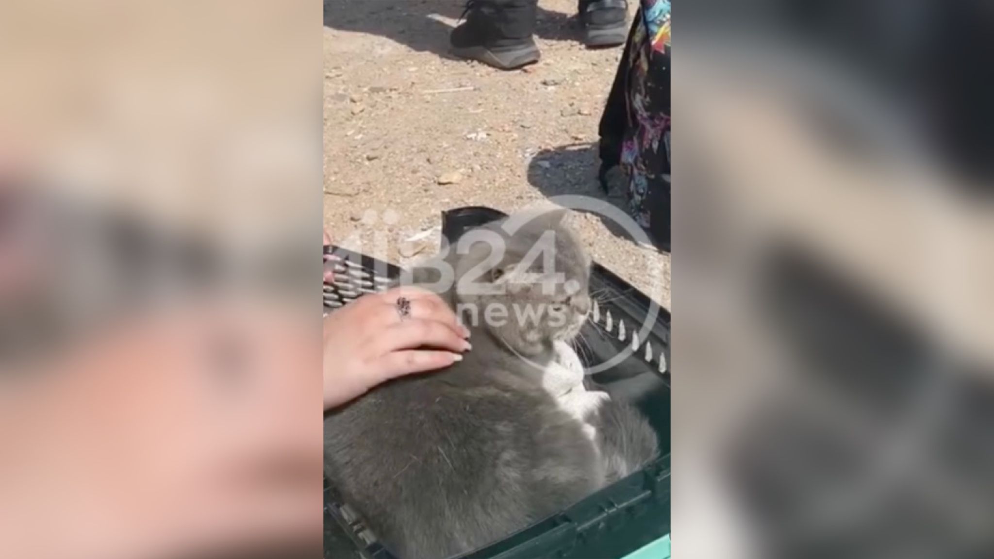 Кошка Мия пережила российскую атаку Кошка Мия пережила российскую атаку