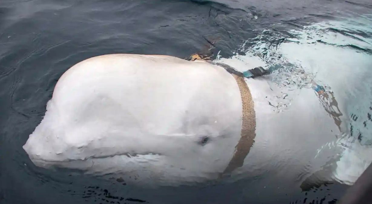 У скандинавських водах плаває російський "кит-шпигун" 