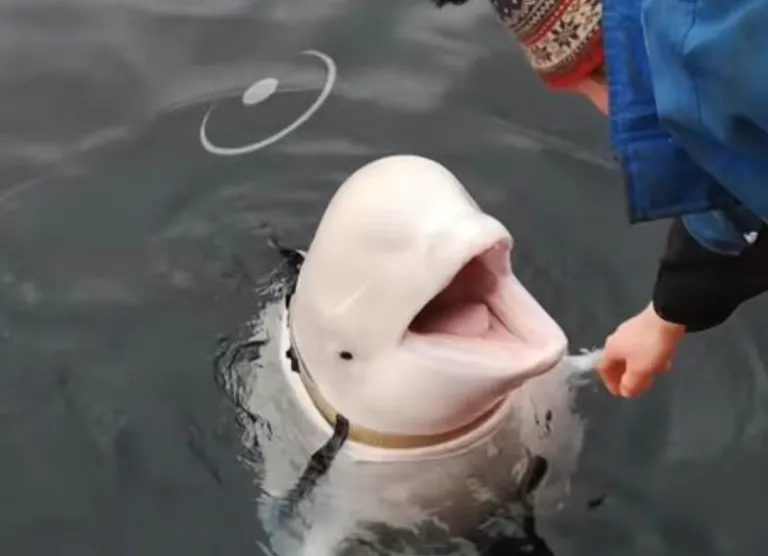 Норвежці прозвали кита Хвалдимир