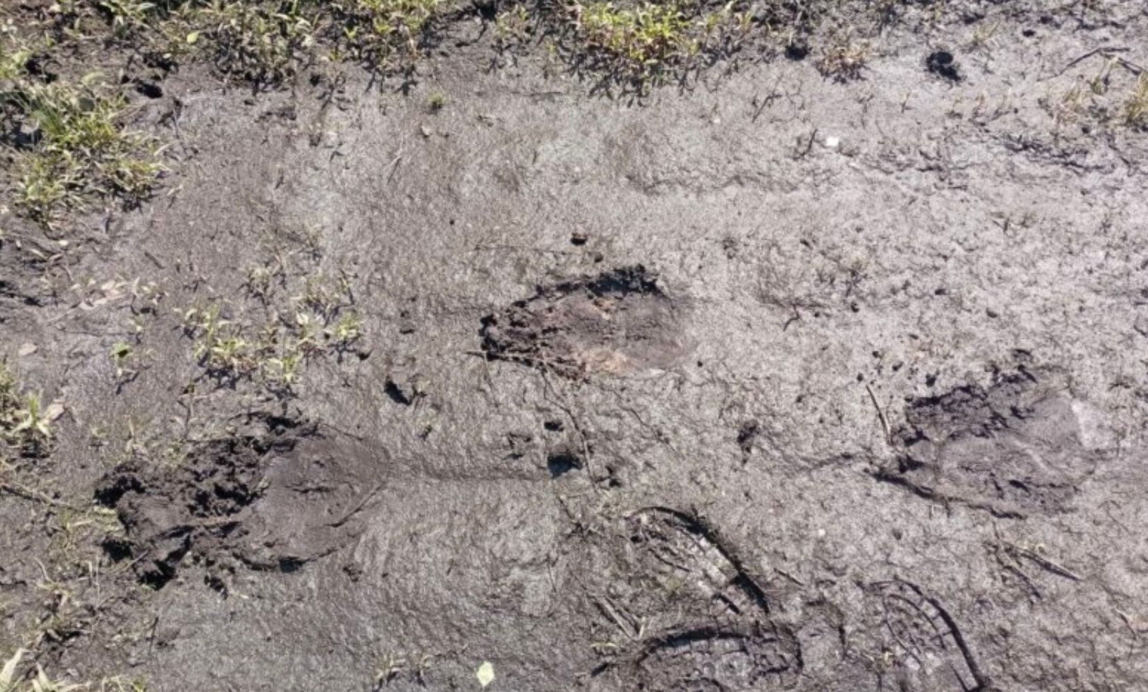 У ліси Чернігівщини повернулися бурі ведмеді У ліси Чернігівщини повернулися бурі ведмеді