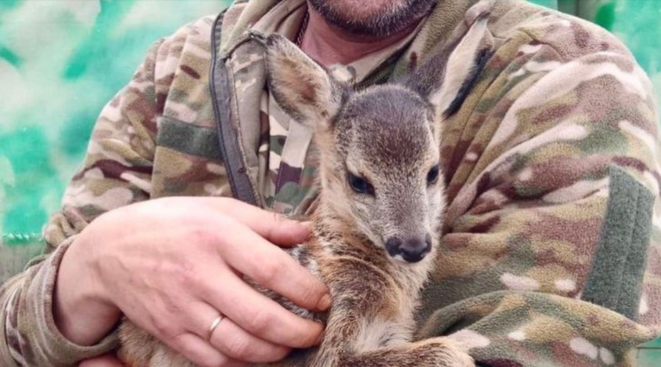 Спасенный олененок Спасенный олененок