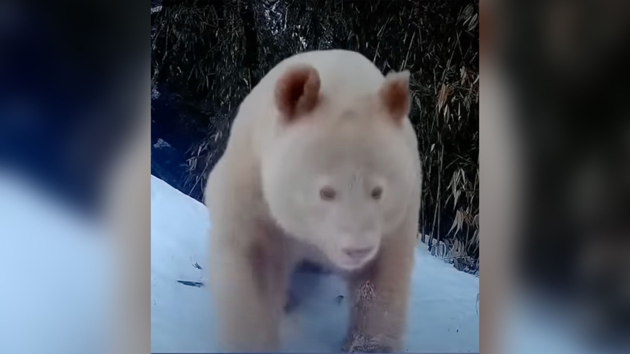 В Китае увидели уникальную панду-альбиносу