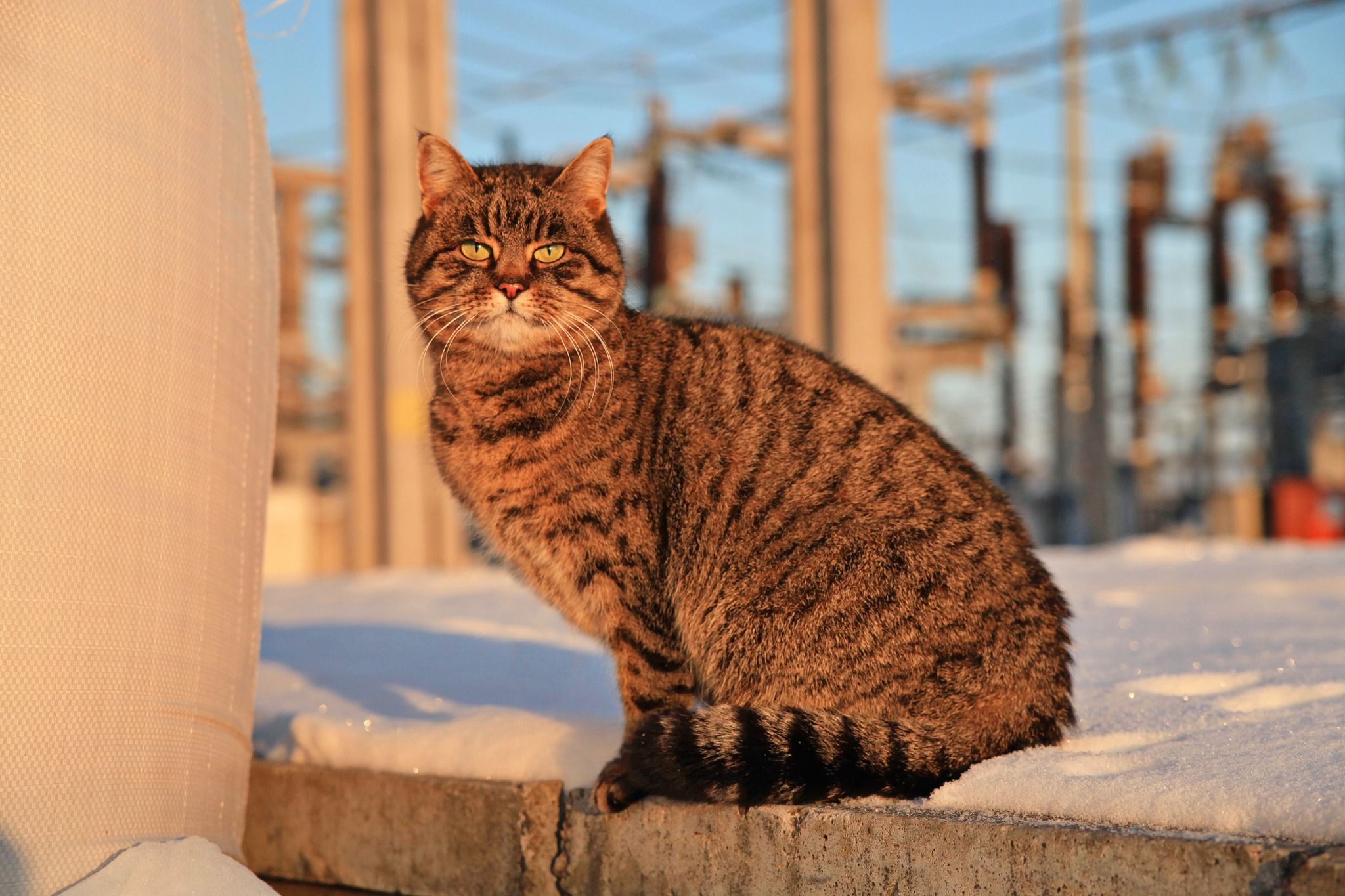 Кішка Аза живе на напівзруйнованій росіянами підстанції