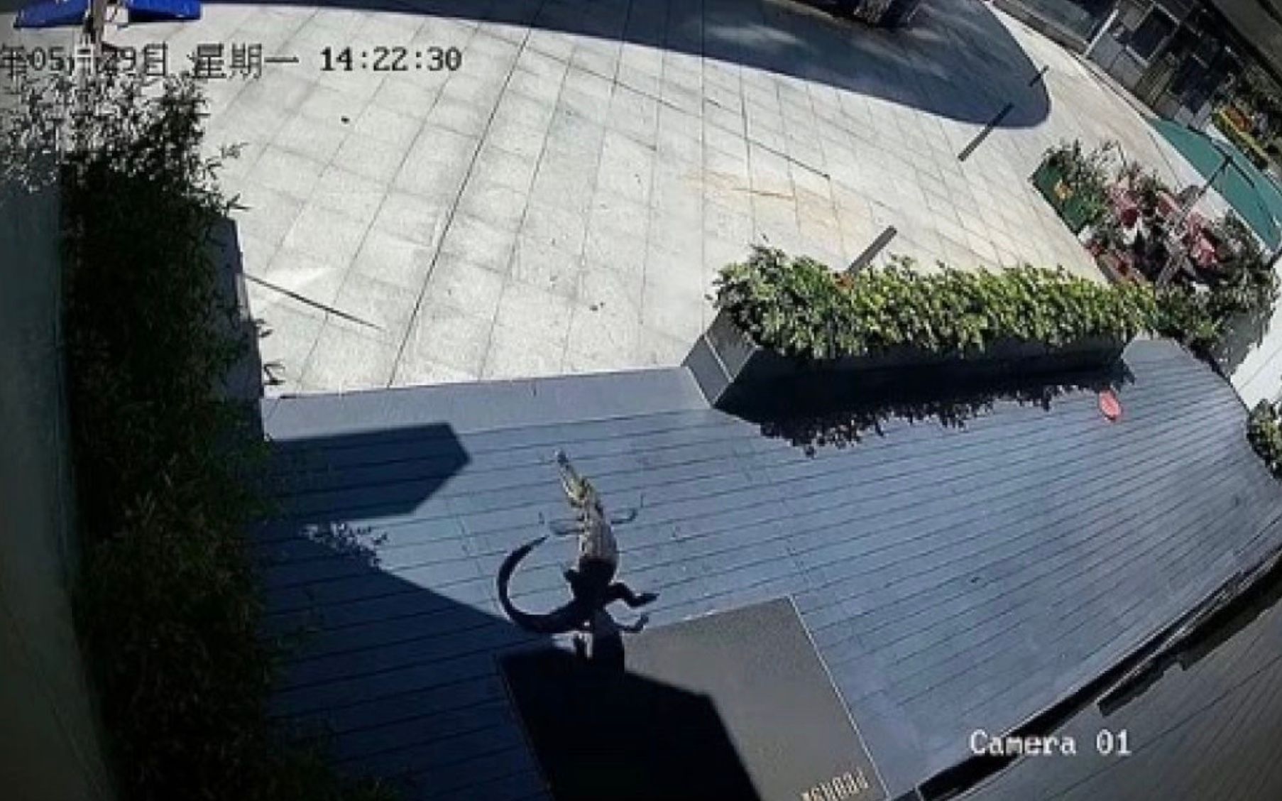 Алігатор вистрибнув з 20 поверху заради порятунку Алігатор вистрибнув з 20 поверху заради порятунку