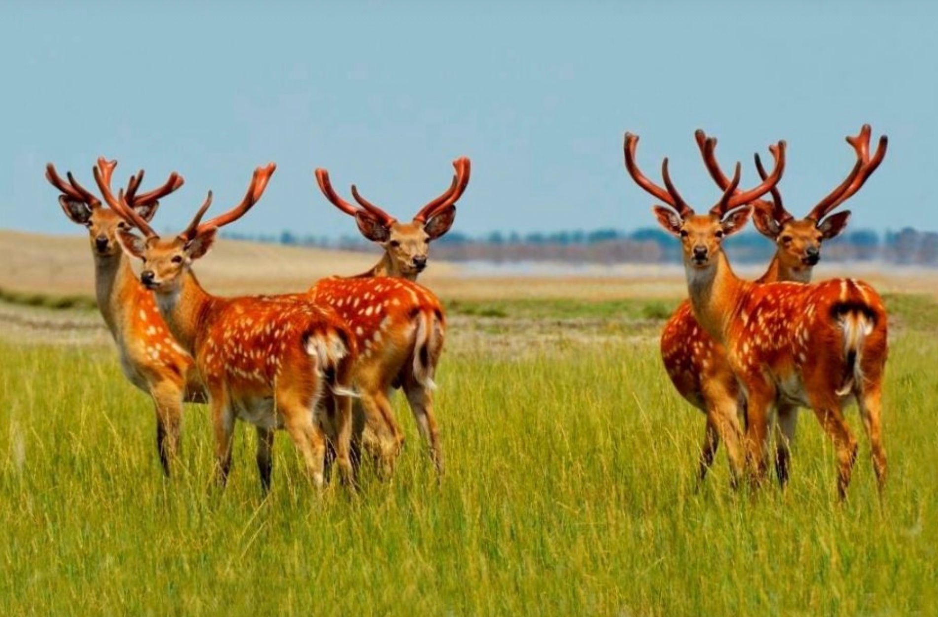 Заповіднику "Асканія-Нова" підтоплення не загрожує Заповіднику "Асканія-Нова" підтоплення не загрожує