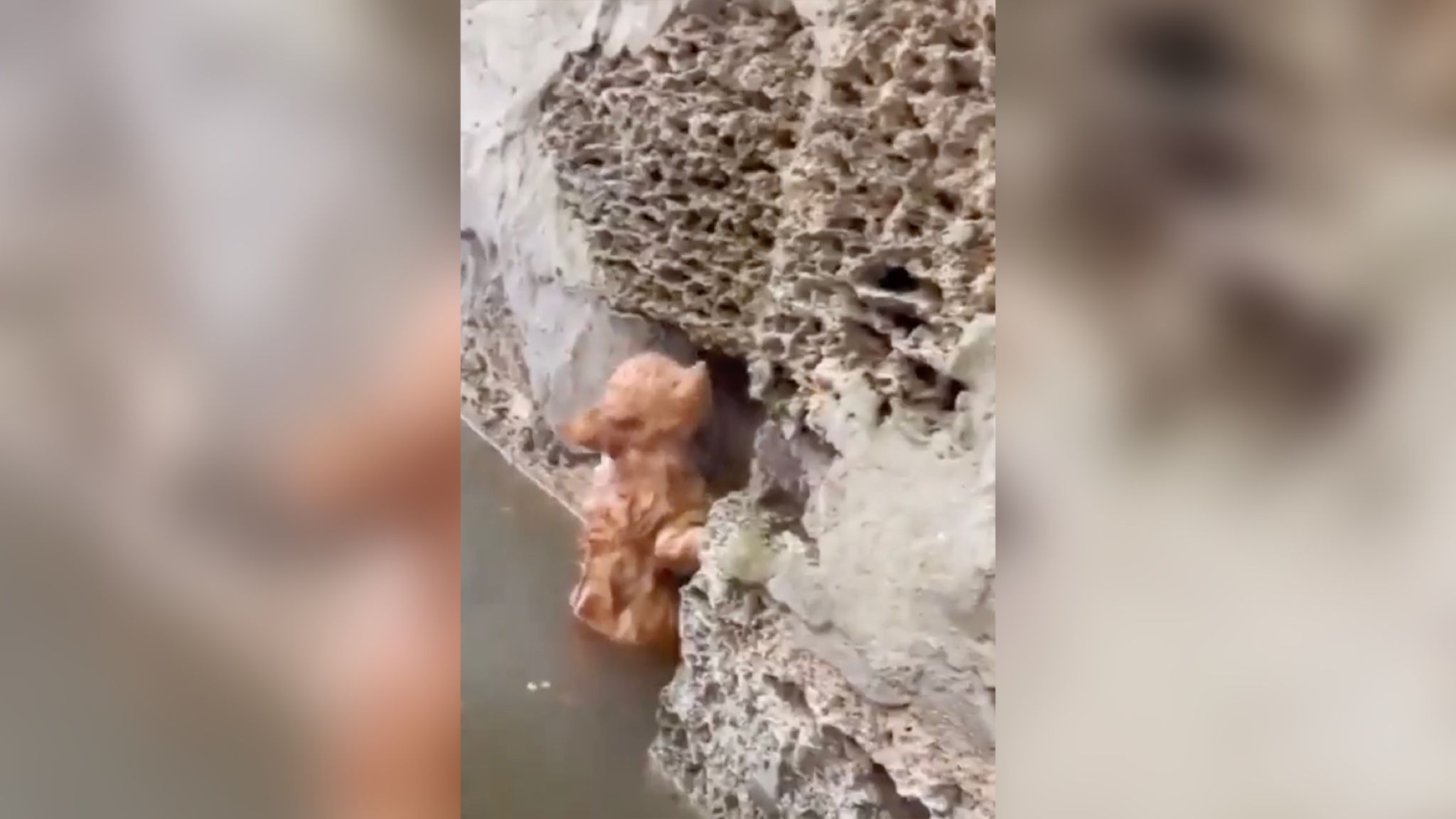 У Херсоні чоловік врятував кошеня У Херсоні чоловік врятував кошеня