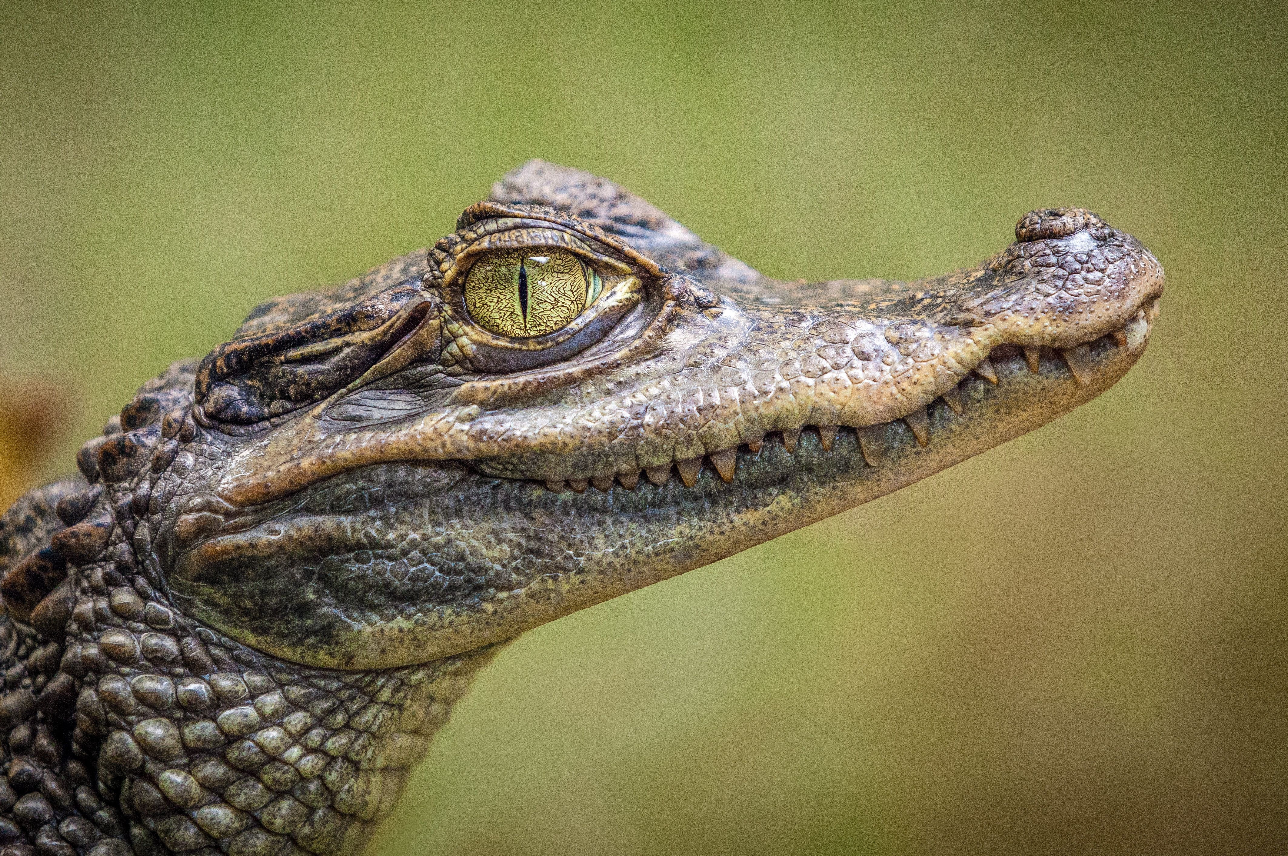 Ученые обнаружили способность крокодилов к "непорочному зачатию"