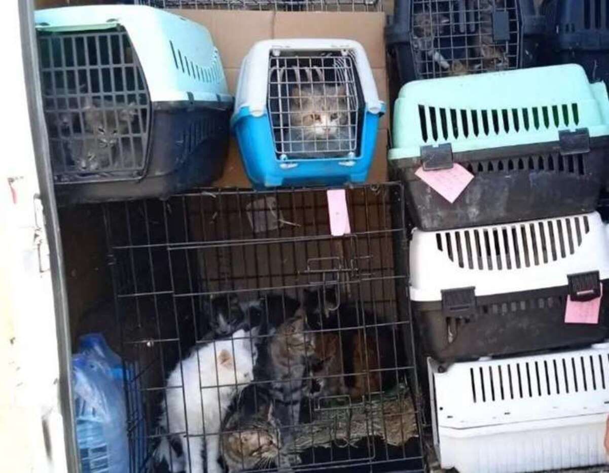 Из подтопленного Херсона на Буковину эвакуировали 105 животных Из подтопленного Херсона на Буковину эвакуировали 105 животных
