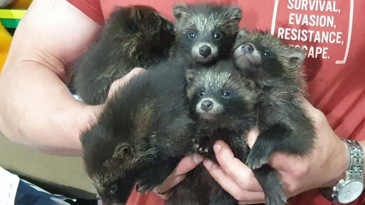 Из Херсона были эвакуированы пять енотов Из Херсона были эвакуированы пять енотов