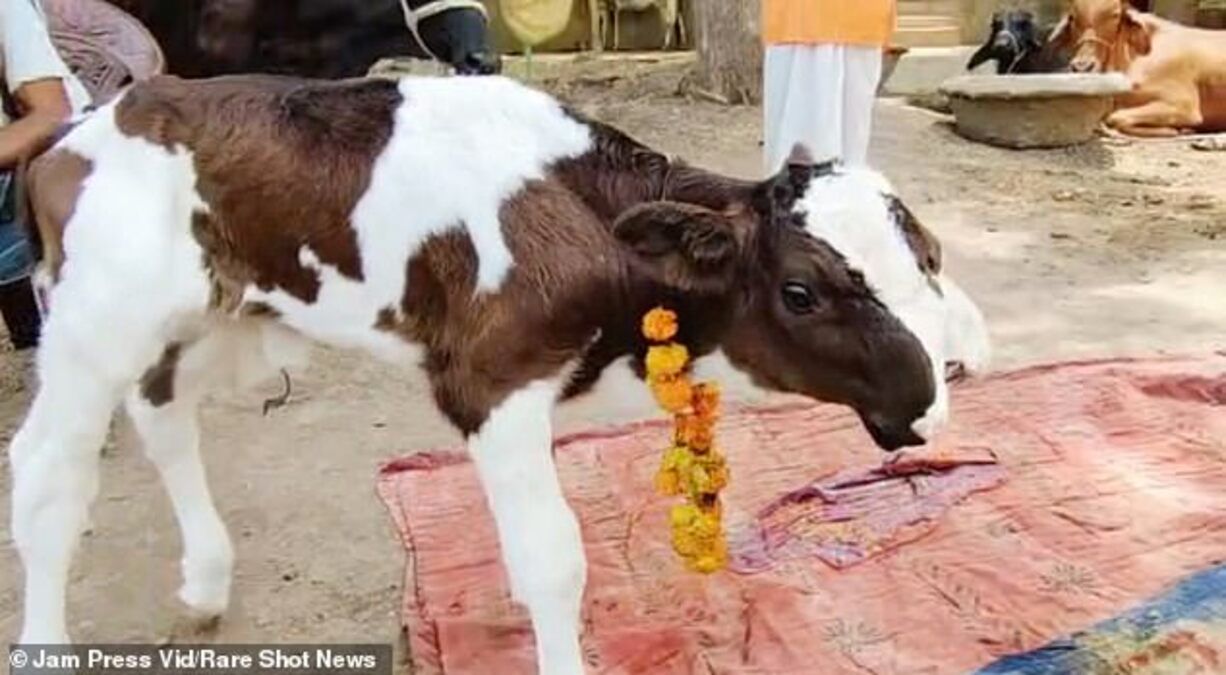В Индии родился теленок-мутант