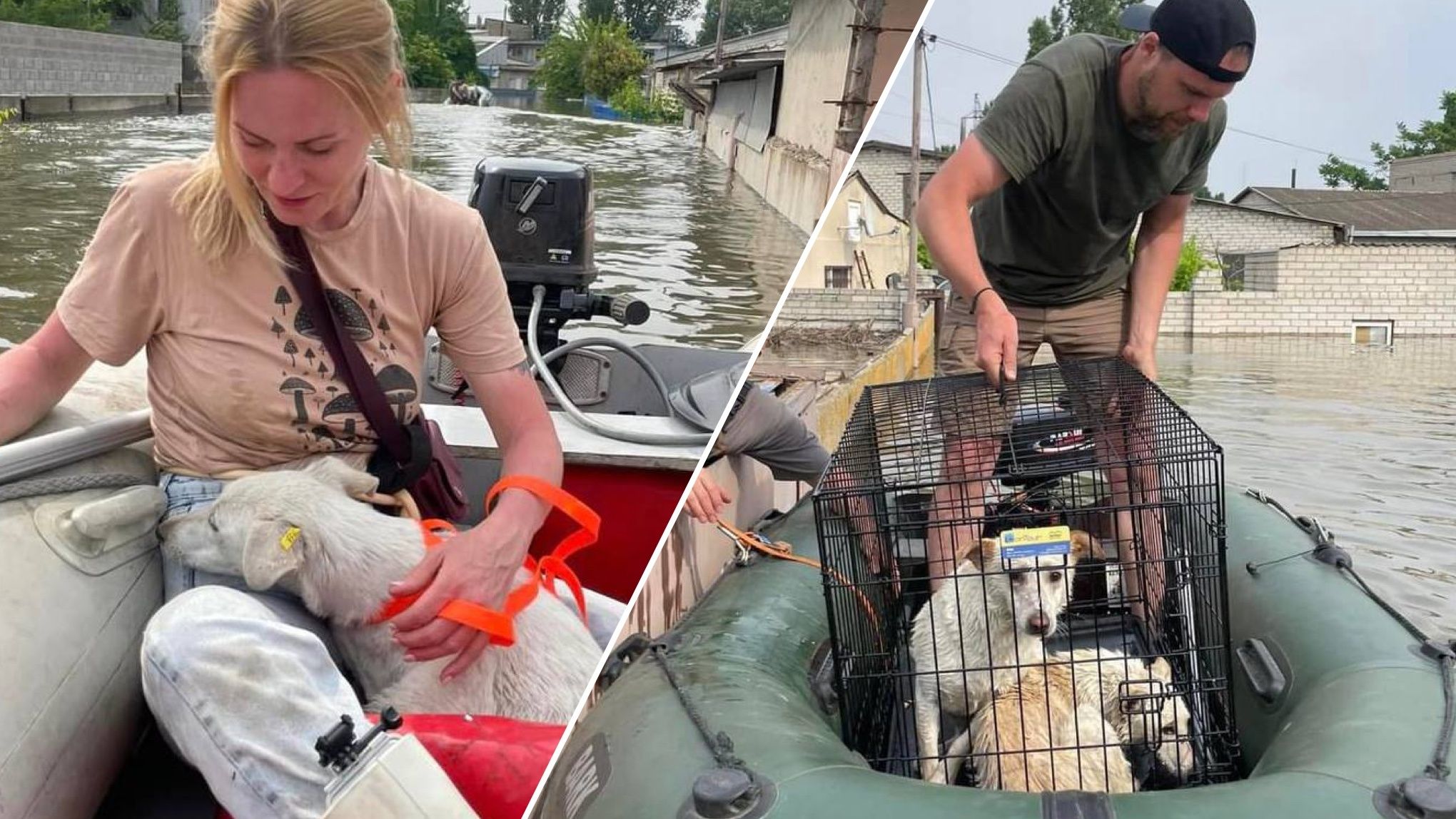 Евакуація тварин з Херсонщини Евакуація тварин з Херсонщини