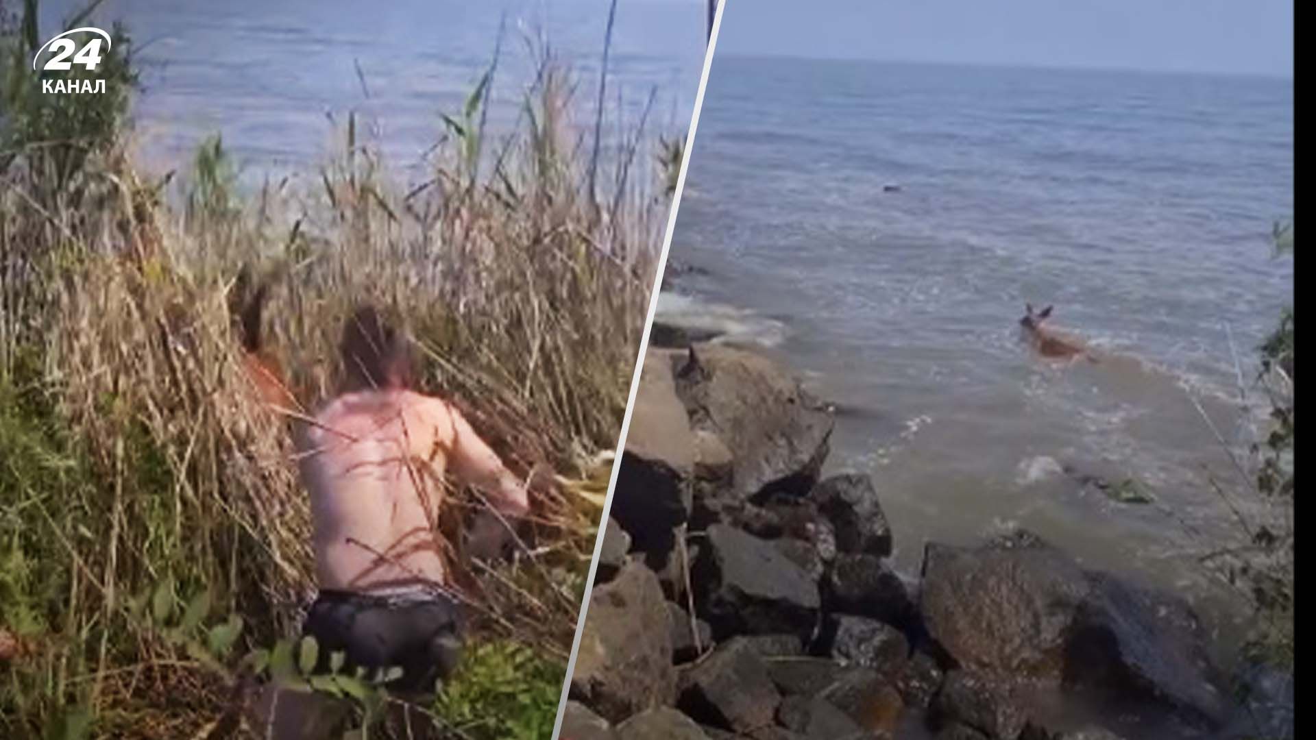 Місцеві мешканців врятували косулю на Одещині  Місцеві мешканців врятували косулю на Одещині