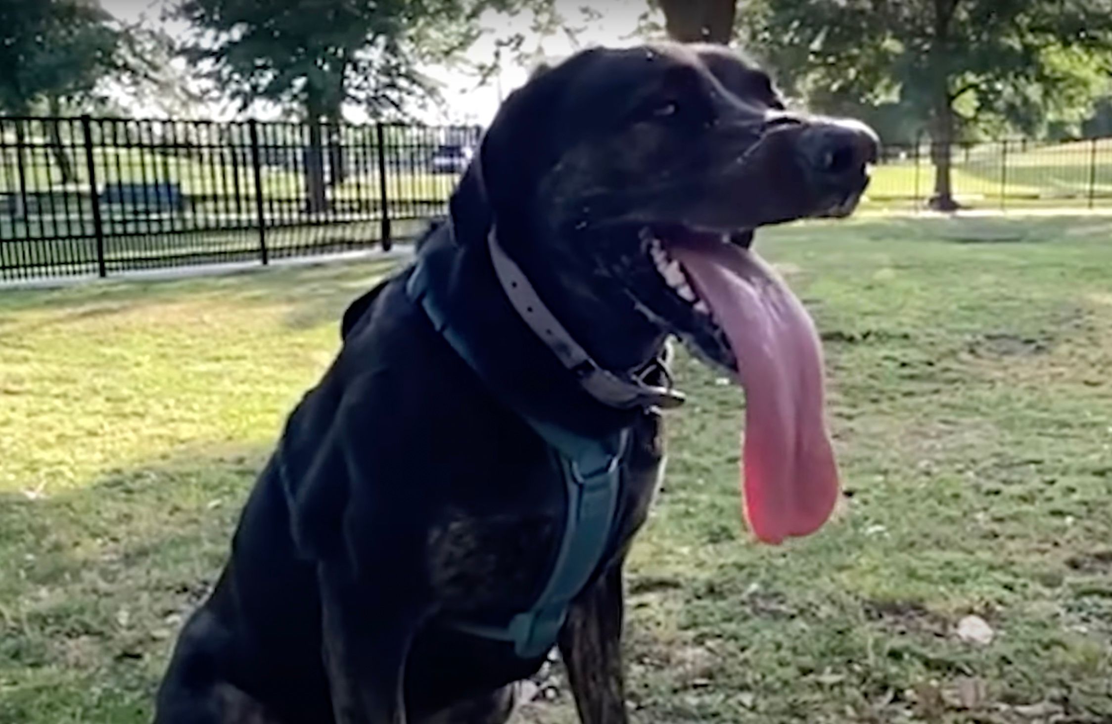 Собака Зої потрапила до Книги рекордів Гіннеса за язик