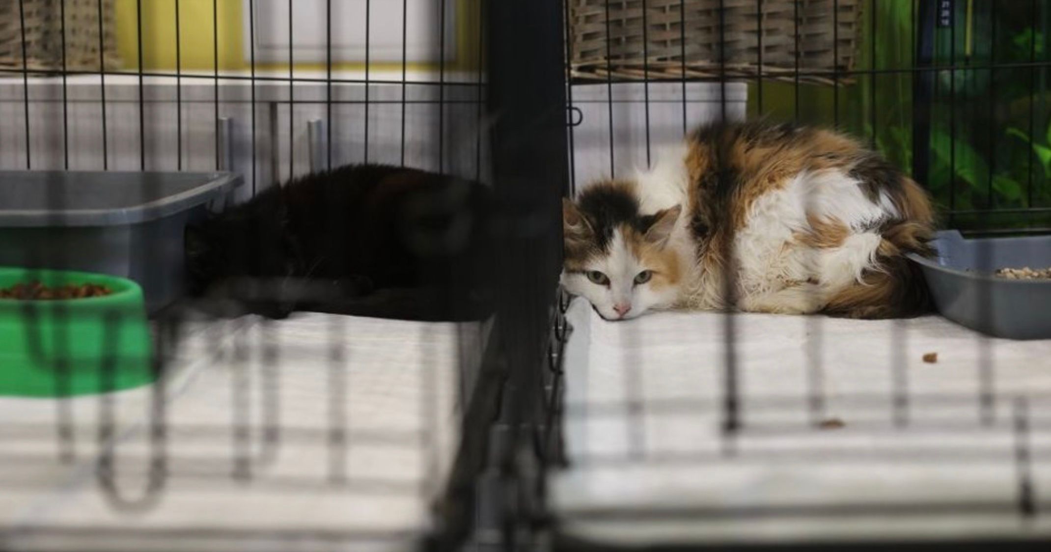 Эвакуация животных из Херсона Эвакуация животных из Херсона