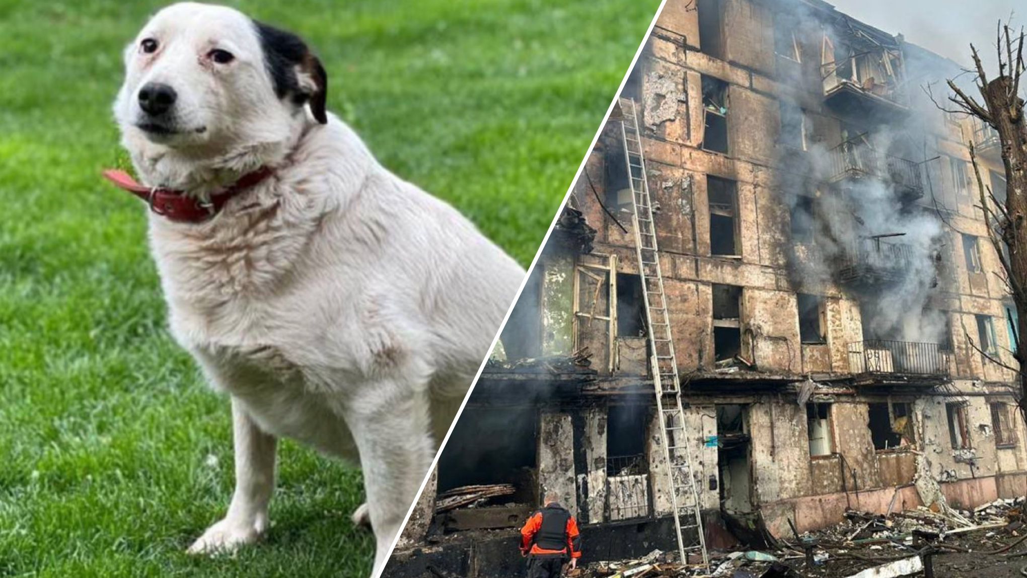 У Кривому Розі після ракетного удару шукають пухнастиків У Кривому Розі після ракетного удару шукають пухнастиків