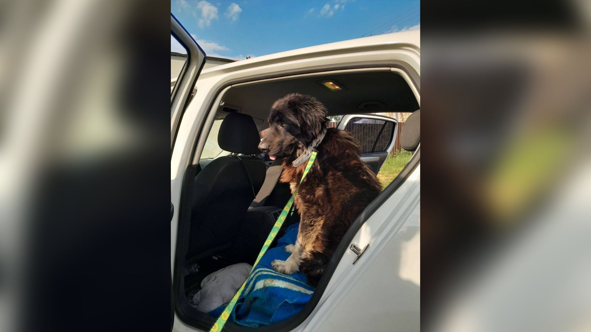 Затерянный в Херсоне пес нашел своих хозяев