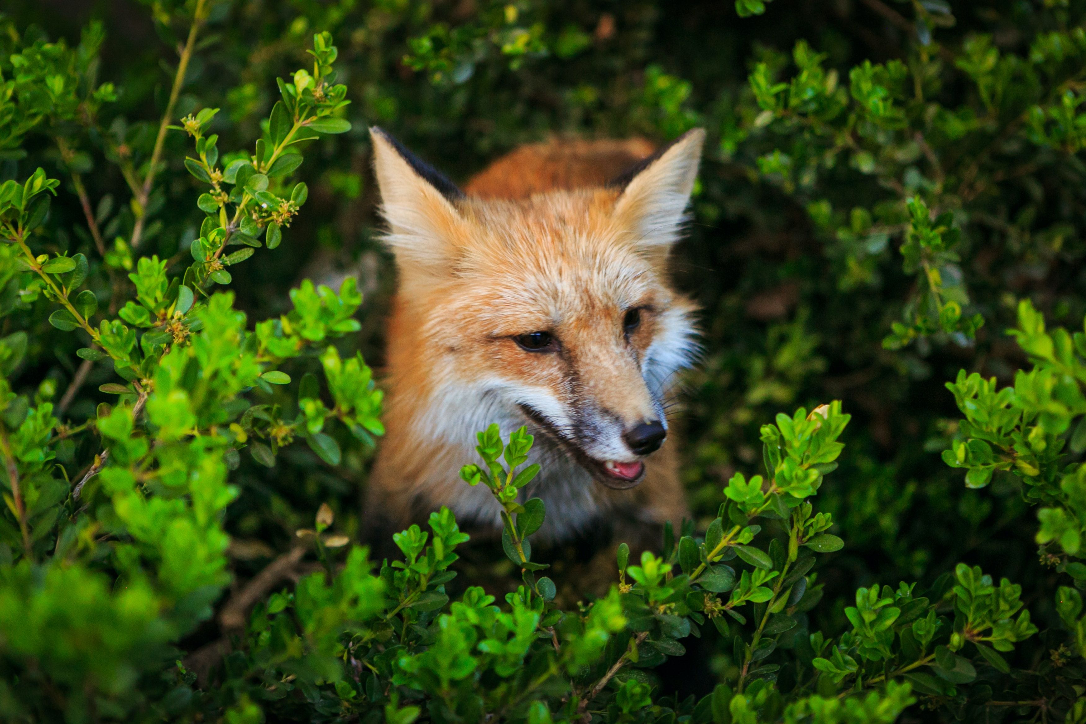 У Чорнобилі "засвітився" лис У Чорнобилі "засвітився" лис