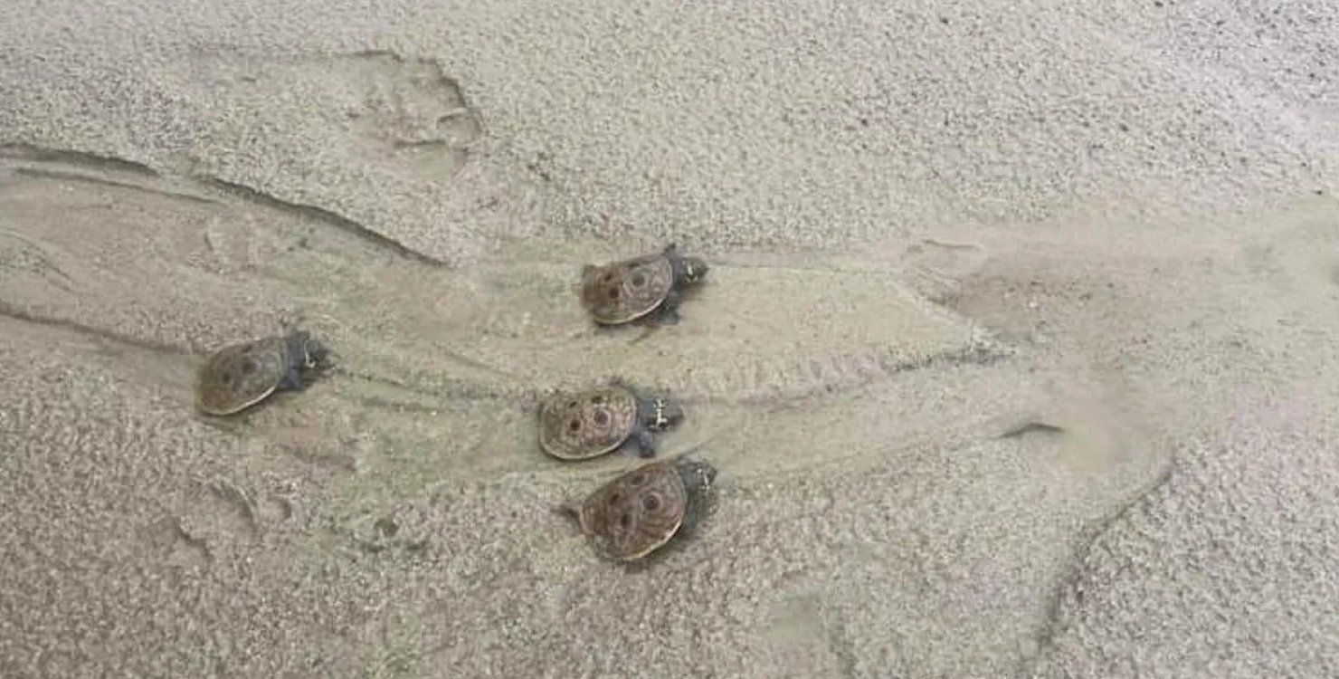 Наблюдатели заметили 15 крошечных детенышей бирманской черепахи