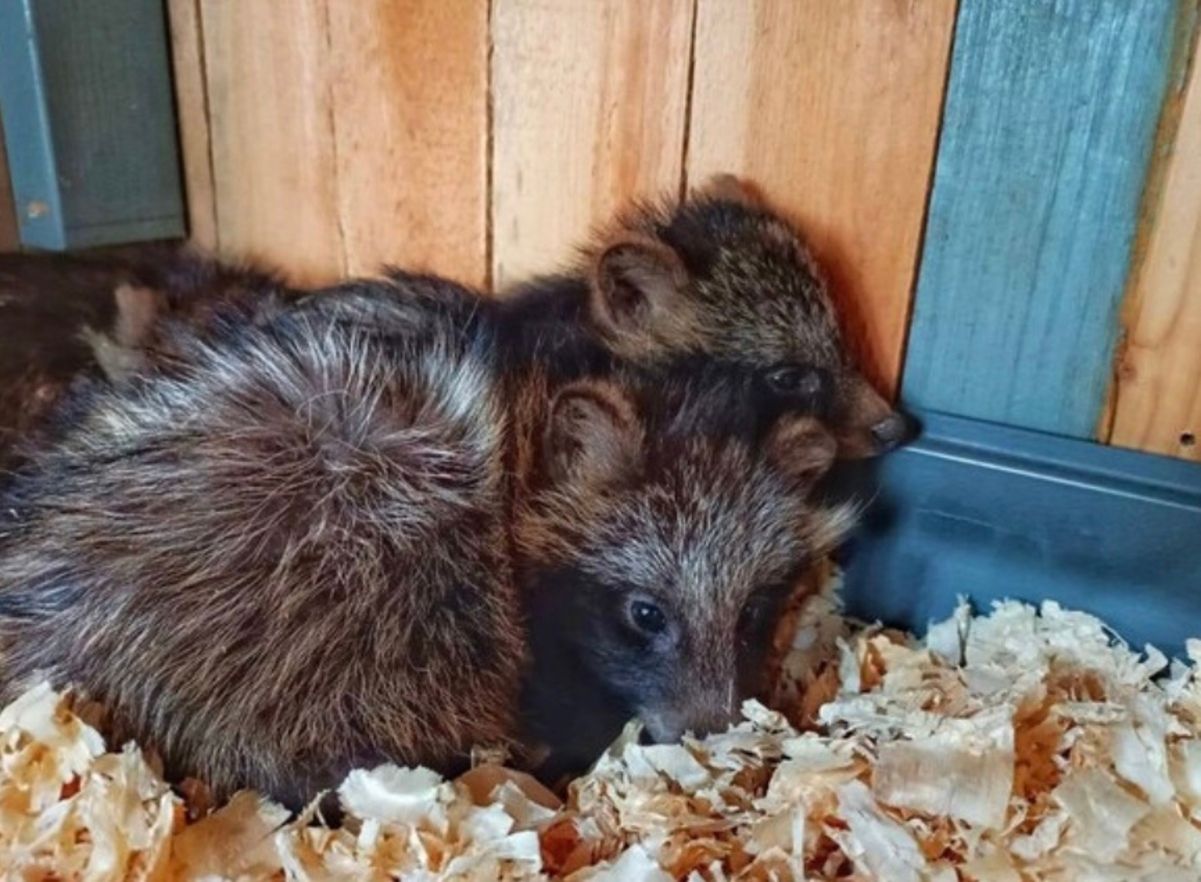 Одеський зоопарк прихистив понад 200 тварин з Херсонщини Одеський зоопарк прихистив понад 200 тварин з Херсонщини