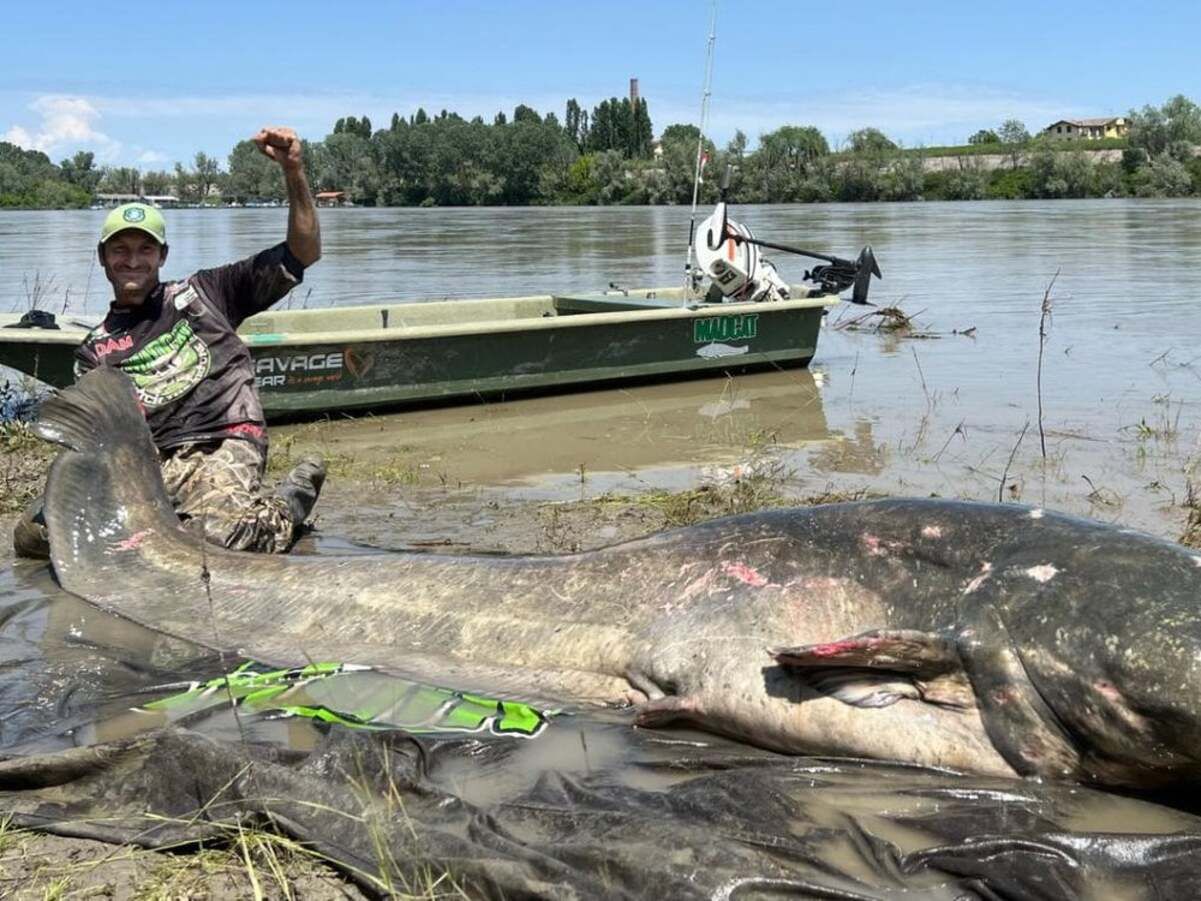 Рибалка упіймав 3-метрового сома