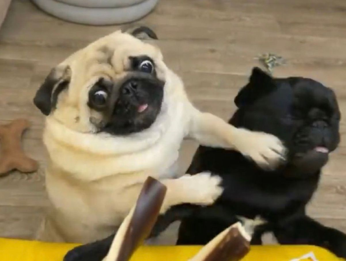 Хозяева сняли на видео драку двух собачек за лакомство Хозяева сняли на видео драку двух собачек за лакомство