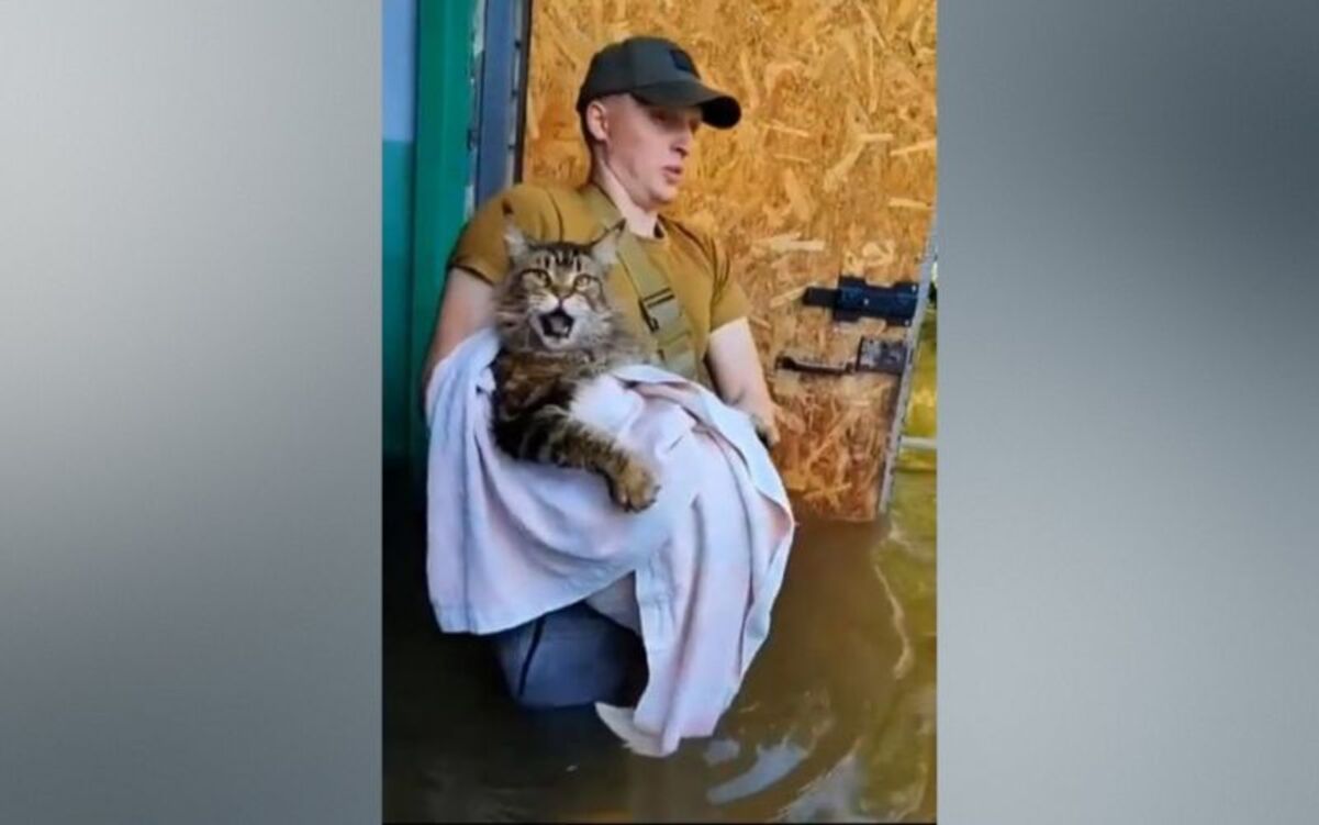 Кіт-гігант Макс із затопленого Херсона