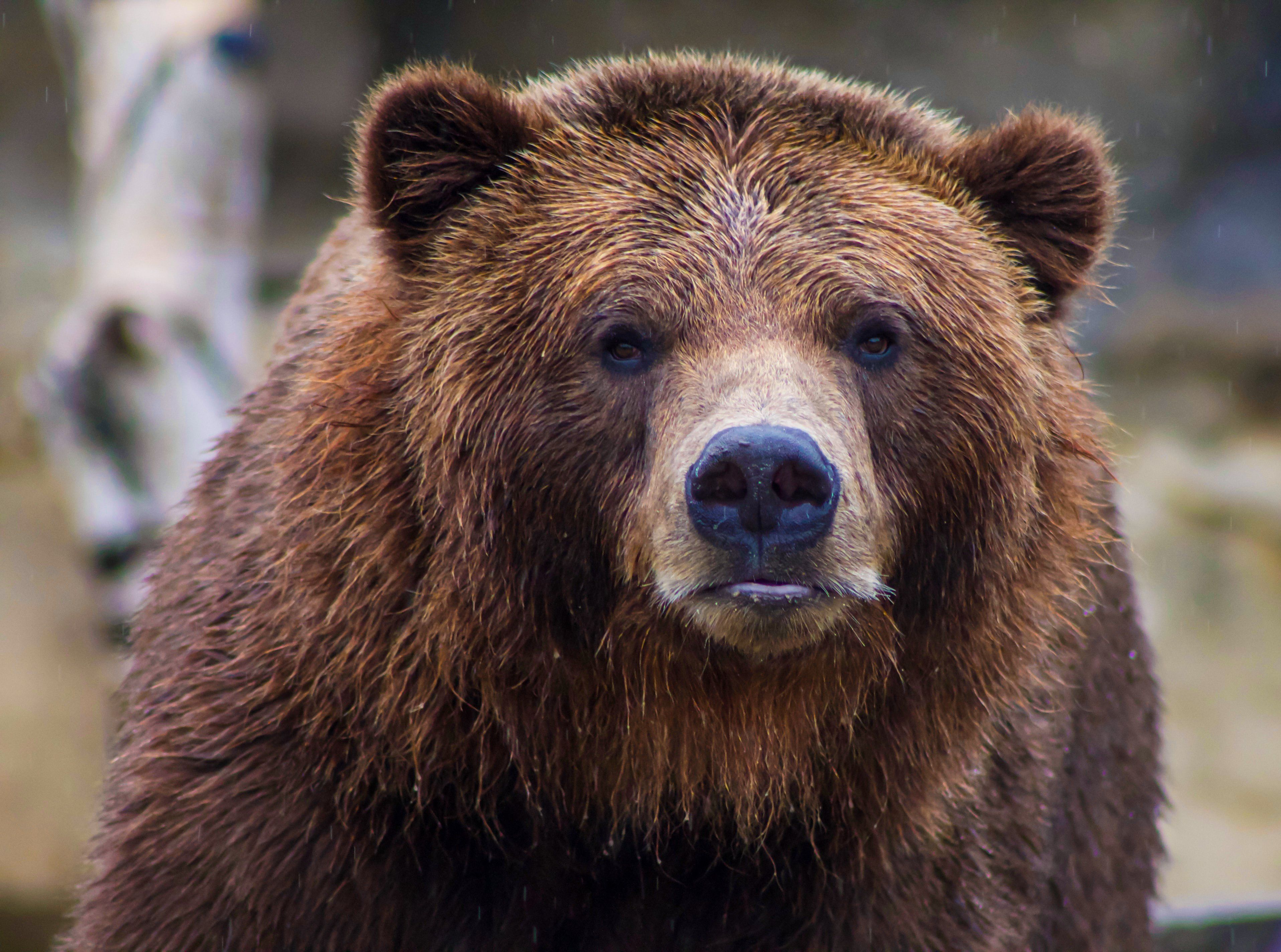 У США ведмідь заліз до будинку та вкрав відбивні