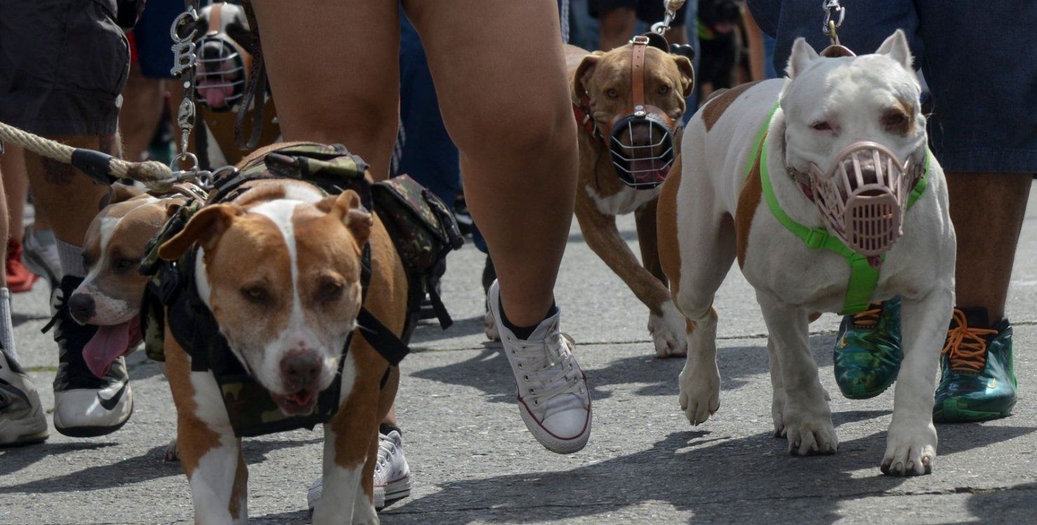 В Египте запретили держать собак 15 опасных пород В Египте запретили держать собак 15 опасных пород